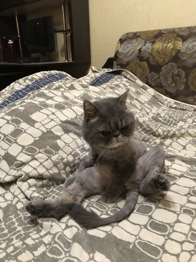 Котовторник ждали? А вот и он!