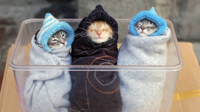 Прикольных котов пост
