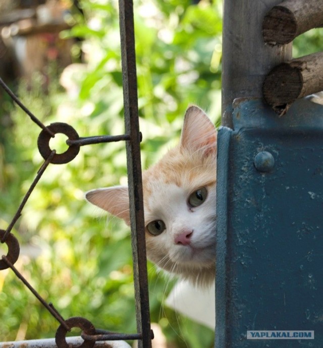 Котовторник на ЯПлакалъ 08.07.2008