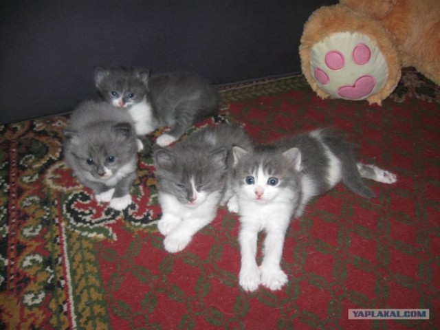 А вот и мы: котятовторник!
