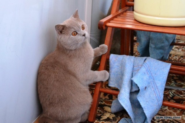 Сегодня котовторник, а котиков все нет