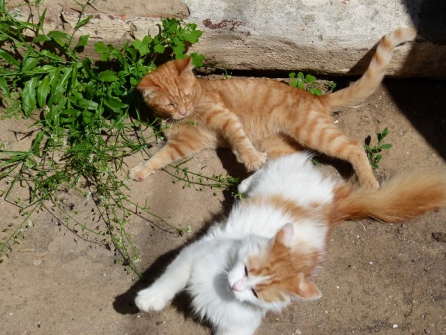 Котовторник