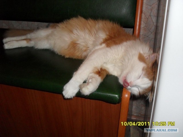 Котовторник в "КотоГетто"