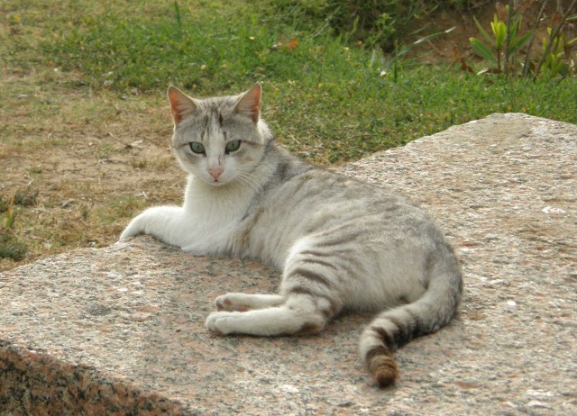 Котовторник 1.11.11