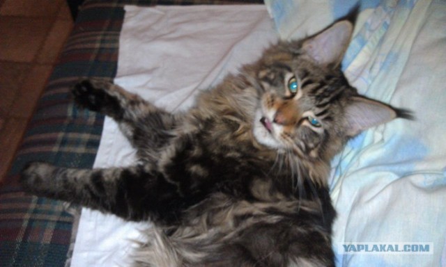 Котовторник (28.02.2012)