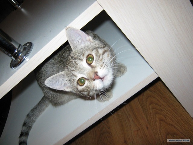 Котовторник 10.04.2012