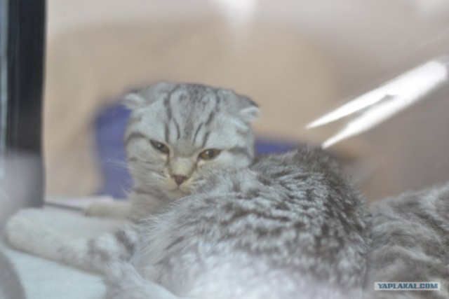 Котовторник   5.06.2012