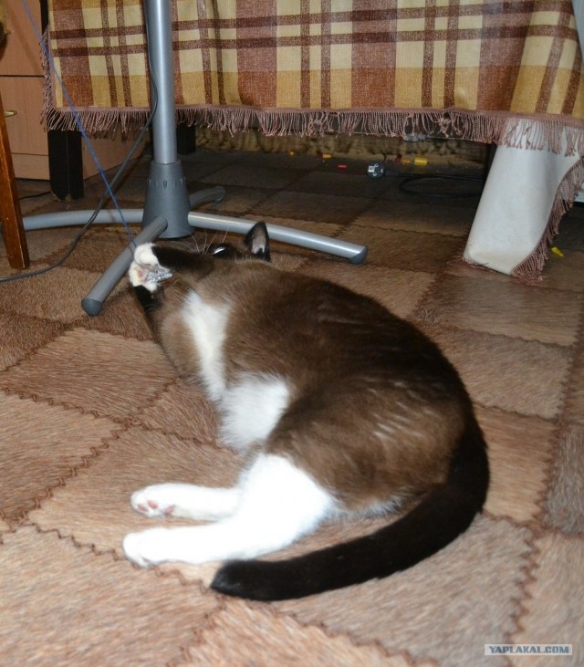Котовторник  19.06.2012