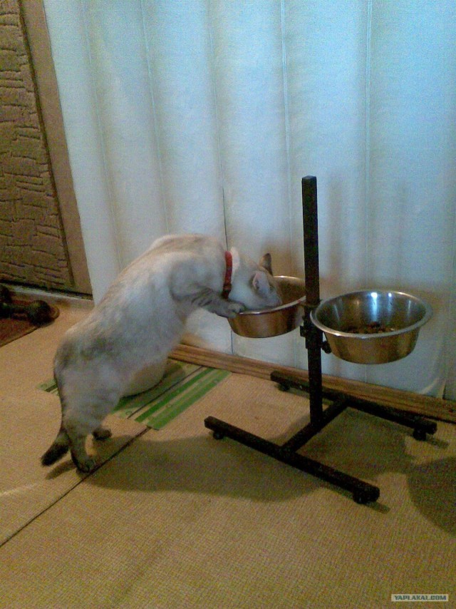 Новогодний Котовторник 01.01.2013