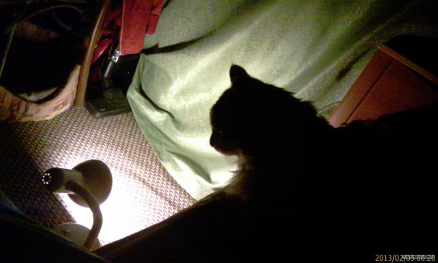 Котовторник 19.02.2013