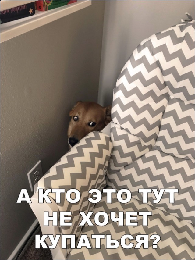 Милые животные. Мимиметр сломался