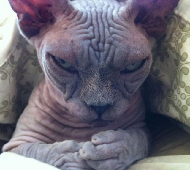 Котовторник однако