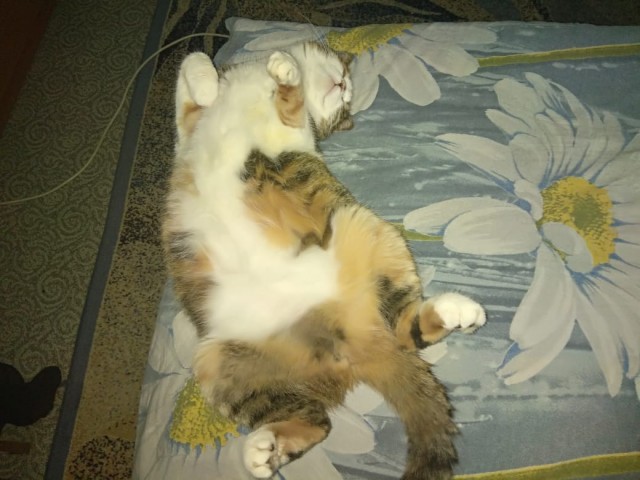 Котовторник 28.01.2020