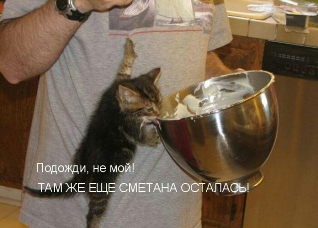 Хвостатые—усатые