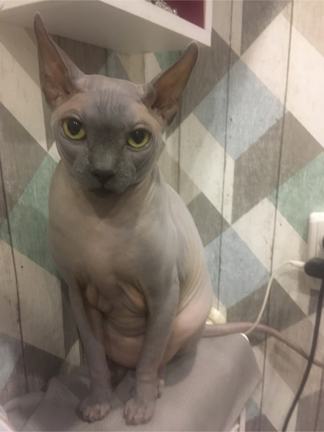 Французский художник превратил старую цистерну в кота