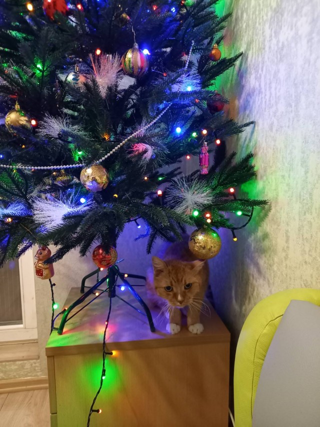 Котовторнику посвящается