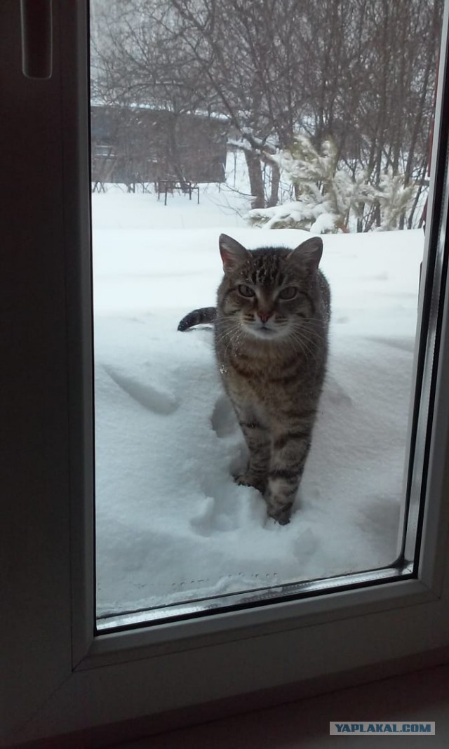 Котовторник. Добавляйте своих