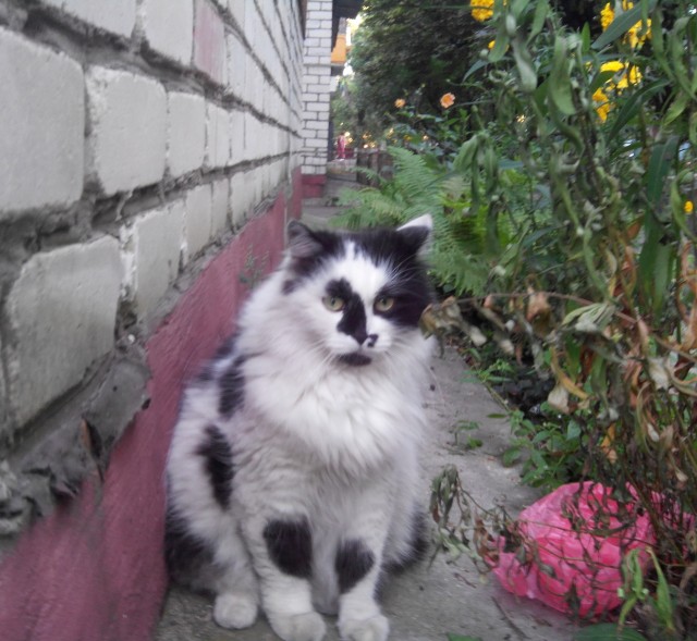 Даешь котовторник!