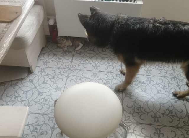 Кошатники, помогите советом!