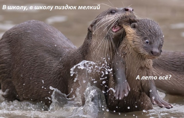 Лучшие фото конкурса Comedy Wildlife Photography Awards 2021