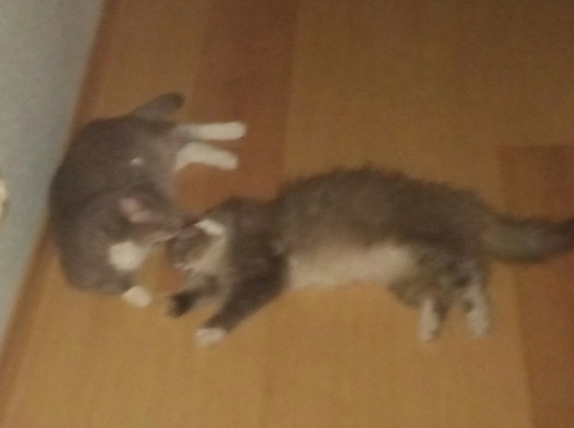 Котовторник 14.09.2021