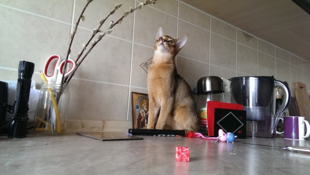 Котовторнику быть