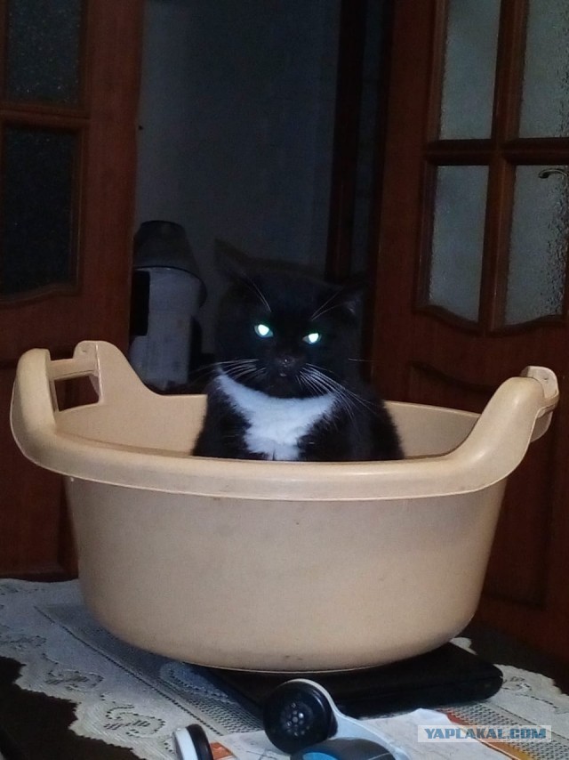 История одного котенка