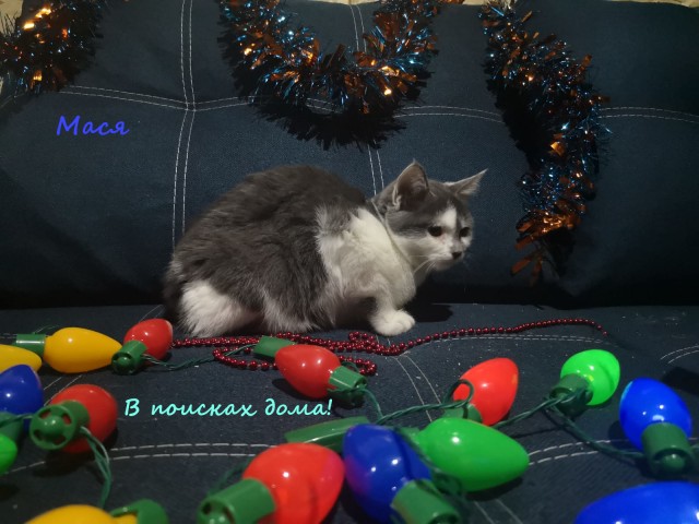 Жизнь домашнего приюта "Котоленд" 316