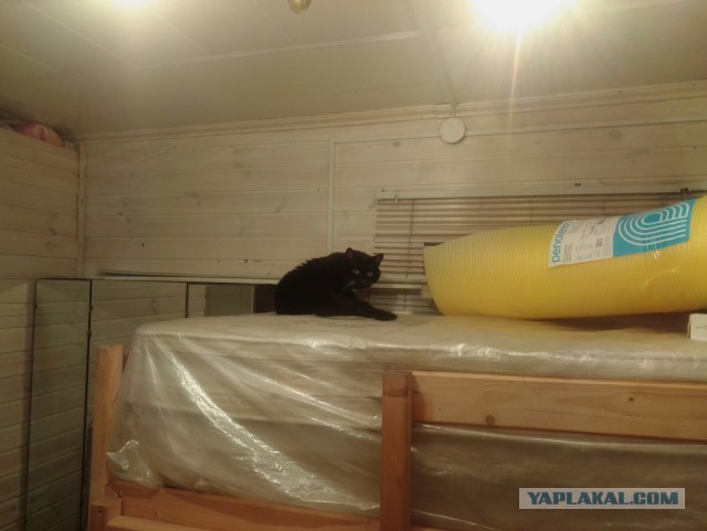 История одного котенка