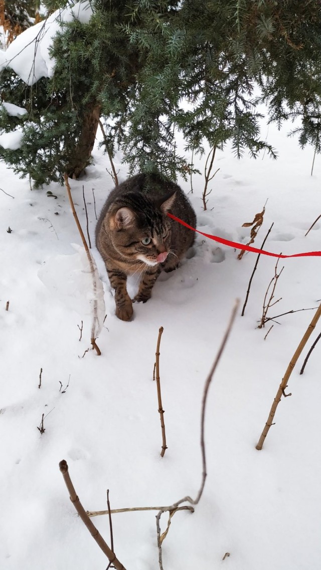 Котовторник 25.01.22