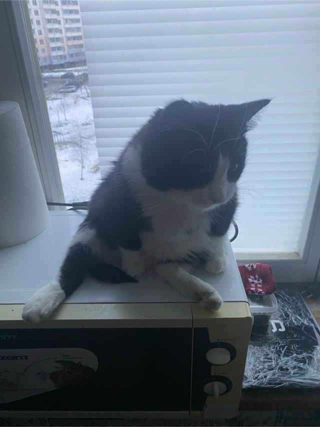 Котовторнику посвящается