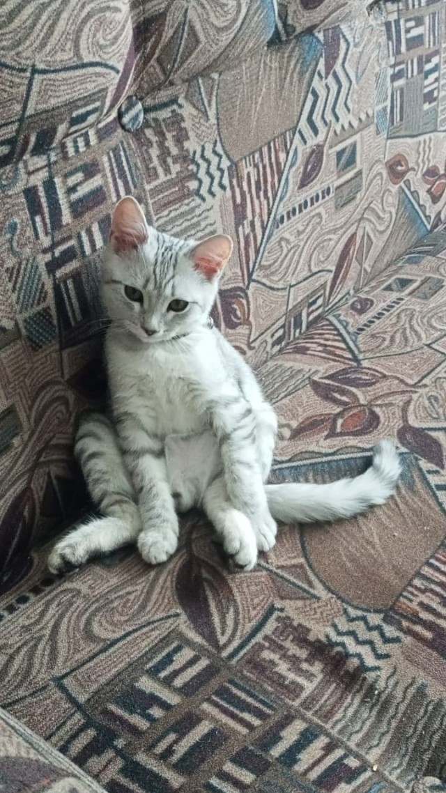 А что это мы котовторник не начинаем? Время пришло!
