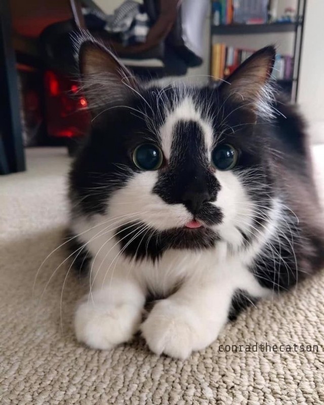 А это мой котан к котовторнику