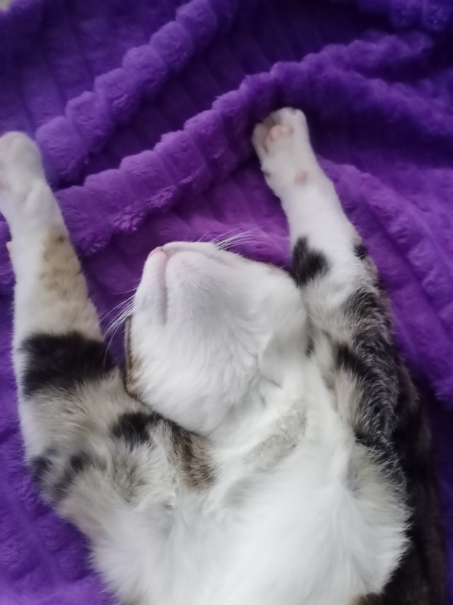 Котовторник! Пара фоток суровых котов.