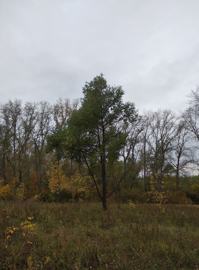 Челябинск Парк Гагарина или Городской Бор. Осень