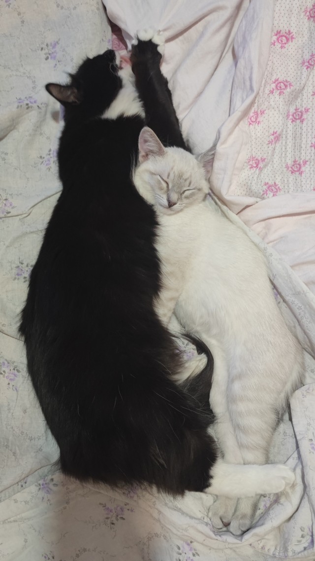 Котовторник 18.10.22