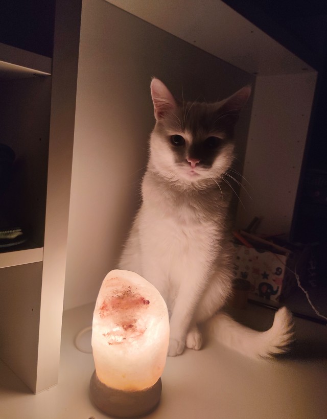 Кот с лампой
