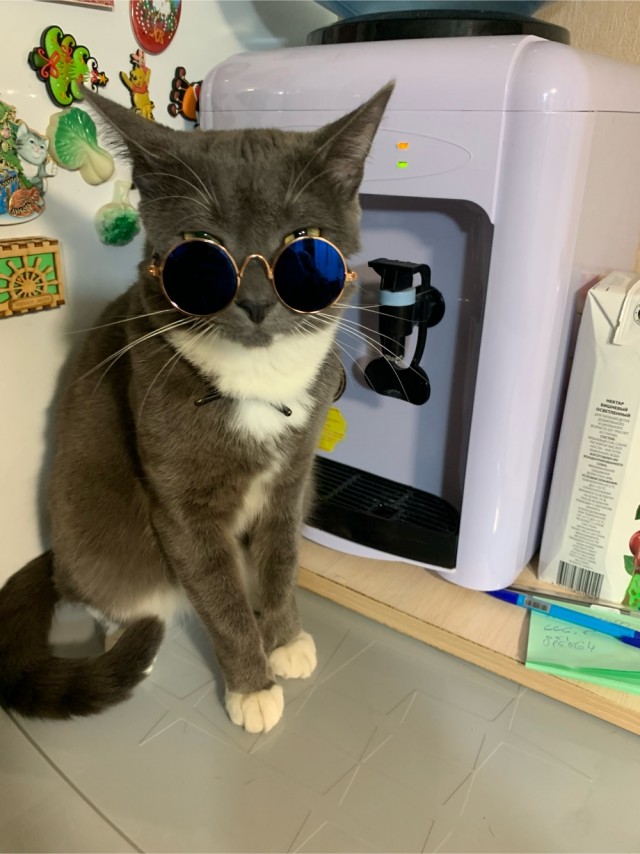 Сегодня всемирный день кошек!