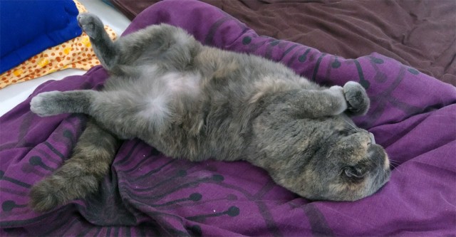 Котовторник