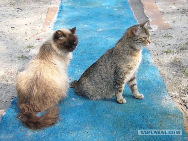 Котовторник 09.04.2013