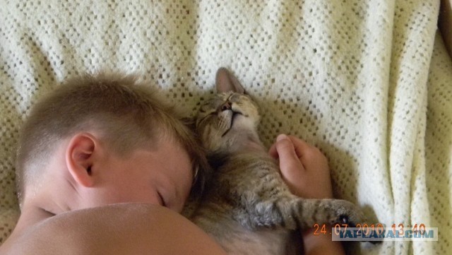 Котовторник 09.04.2013