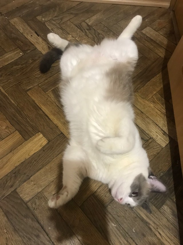 Походу мой кот бухает втихаря