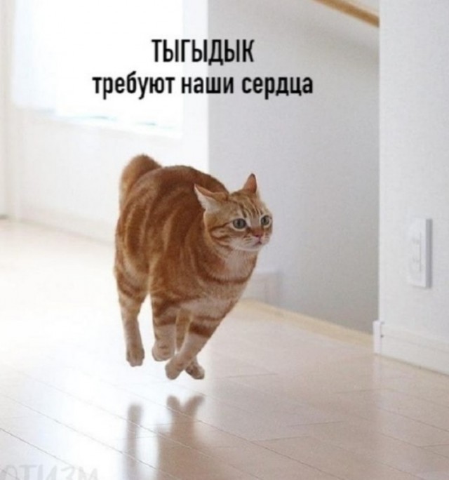 В чём разница между «мяу» и «мур». Что кошка хочет вам сказать: перевод с кошачьего