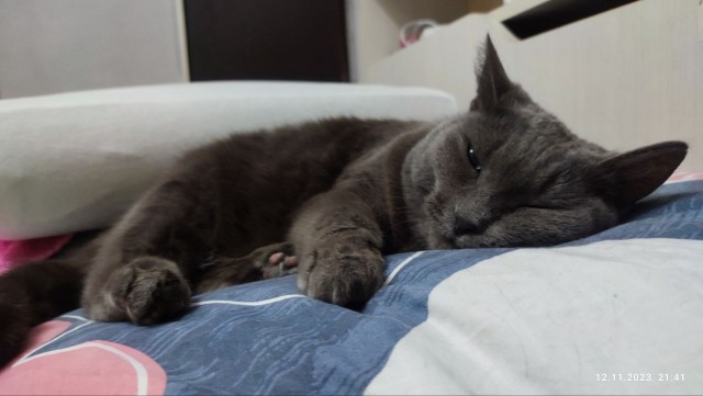 Про кота