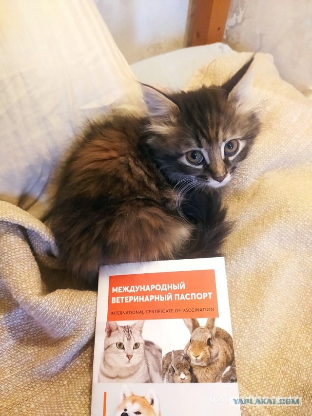 Всех с котовторником