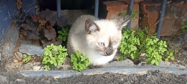 Котовторник же!