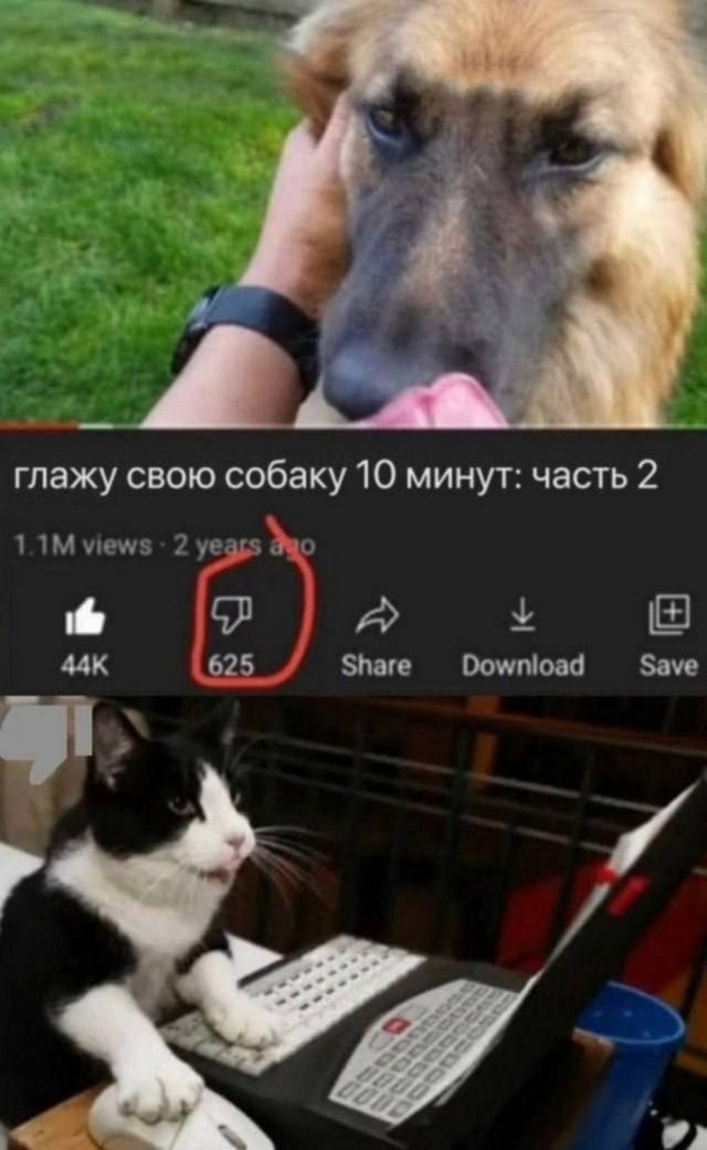 Нуштош 08.08.2024