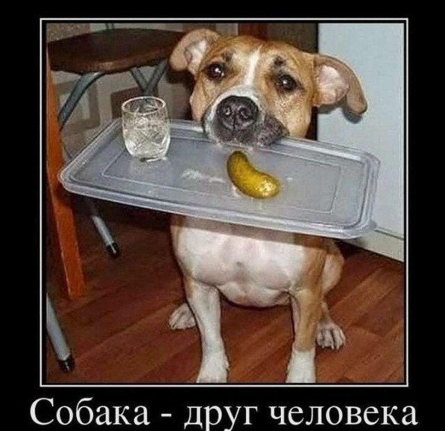 Будь у меня такой кот