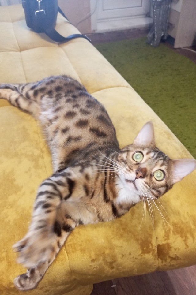 Коты против собак
