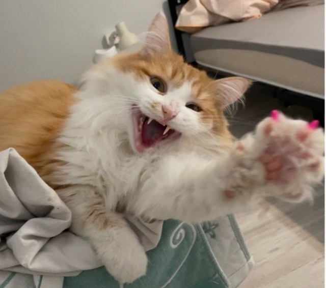 Котовторник!